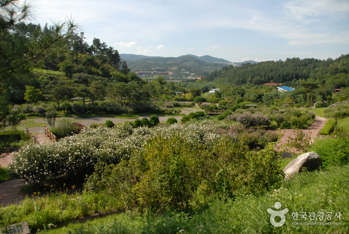 錦江自然休養林(錦江樹木園/山林博物館)(금강자연휴양림(금강수목원/산림박물관)) 錦江自然休養林(錦江樹木園/山林博物館)(금강자연휴양림(금강수목원/산림박물관))