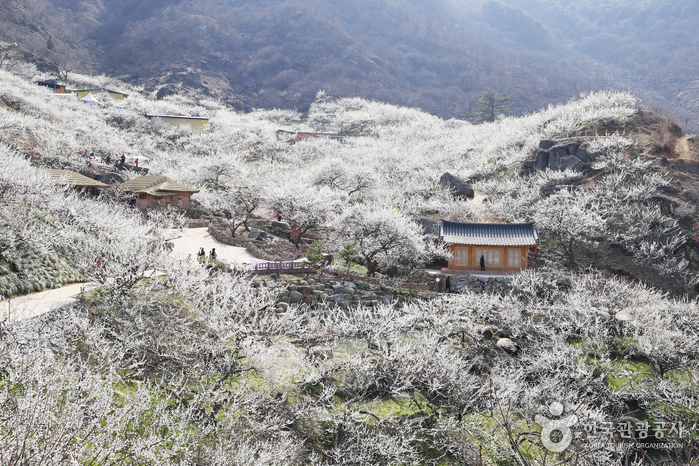 光陽梅花村(광양 매화마을)