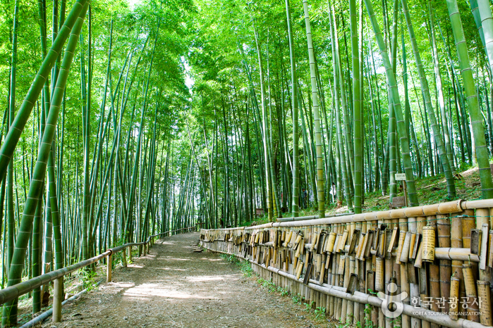 巨濟孟宗竹主題公園(거제맹종죽테마공원)