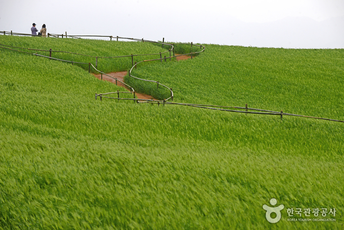 Borinara Hagwon Farm (보리나라 학원농장)