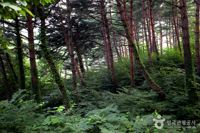 Chilbosan National Recreational Forest (국립 칠보산자연휴양림) Chilbosan National Recreational Forest (국립 칠보산자연휴양림)