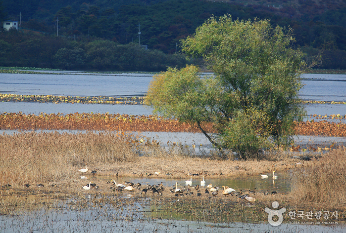 Junam-Reservoir (주남저수지(철새도래지))