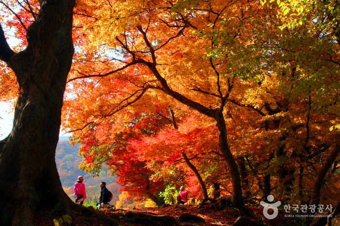 禅雲山（全北西海岸国家地質公園）（선운산（전북 서해안 국가지질공원））