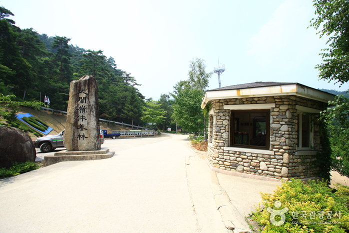 国立大関嶺自然休養林（국립 대관령자연휴양림）