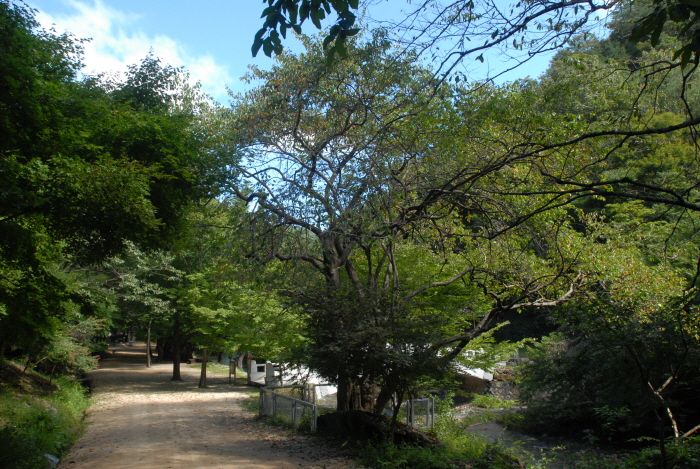 강천사 모과나무