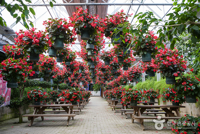 Ботанический сад с цветами со всего мира (세계꽃식물원)