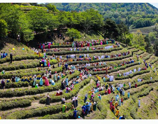 Фестиваль зеленого чая в Посоне (보성다향대축제)