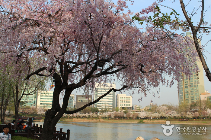 Фестиваль цветения вишни на озере Сокчхон (석촌호수 벚꽃축제)
