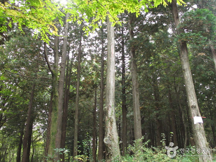 Рекреационный природный лес в Согвипхо (서귀포자연휴양림)