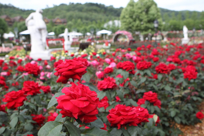 Фестиваль роз в парке Эверлэнд (에버랜드 장미 축제)
