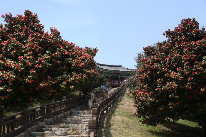 Лес Марянри с камелиями в уезде Сочхон-гун (서천 마량리 동백나무 숲)