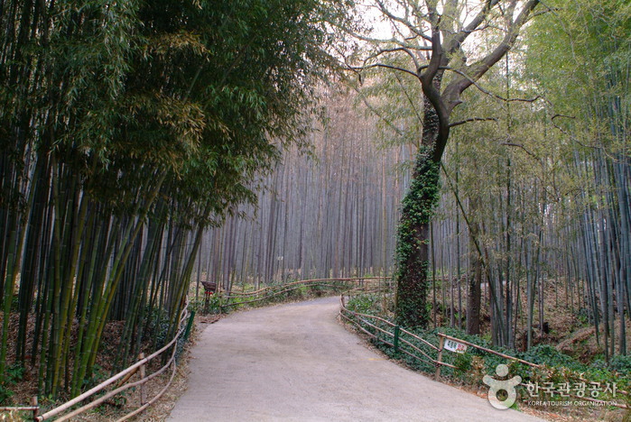 Тематический бамбуковый парк в Тамъяне (대나무골 테마공원)