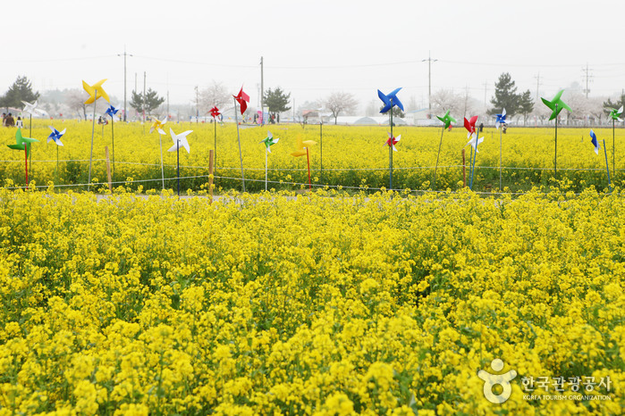 Фестиваль цветения сурепицы в Самчхоке (삼척 맹방유채꽃축제)