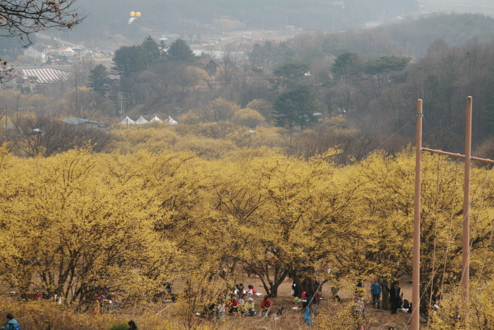 Aldea Sansuyu de Icheon (이천 산수유마을)