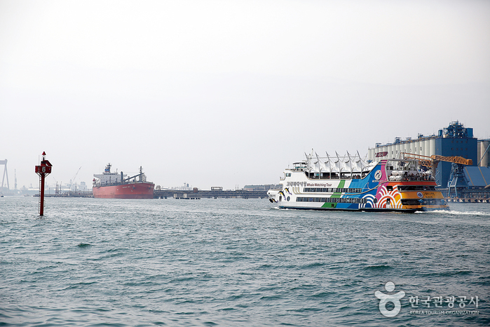 Crucero de Avistaje de Ballenas de Jangsaengpo (장생포 고래바다여행선) Crucero de Avistaje de Ballenas de Jangsaengpo (장생포 고래바다여행선)