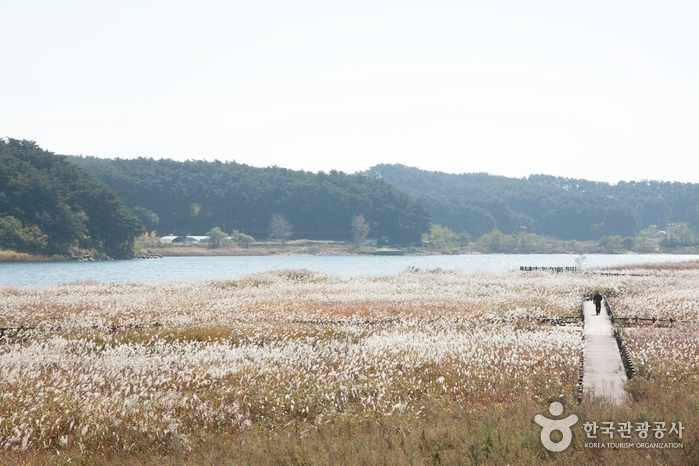 Arroyo Namdaecheon (남대천) Arroyo Namdaecheon (남대천)